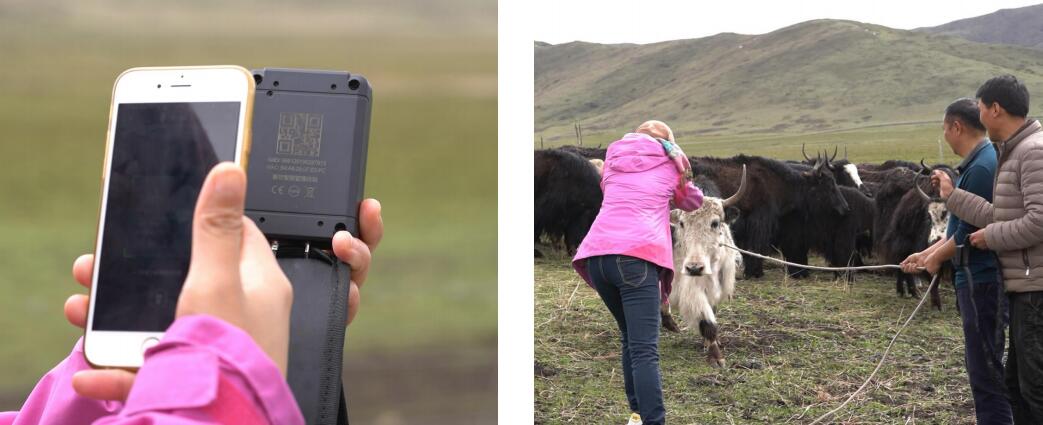 東信智慧牧場(chǎng)農(nóng)場(chǎng)管理系統(tǒng)綜合解決方案