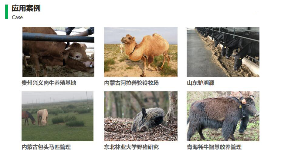 智慧牧場(chǎng)應(yīng)用案例
